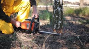  Pajaro, CA Tree Removal and Landscaping Services Pros